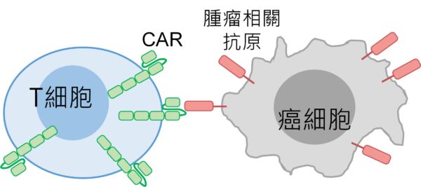 圖三、改造後的T細胞可以藉由CAR精準辨識癌細胞
資料來源： 生技中心，2025年8月
