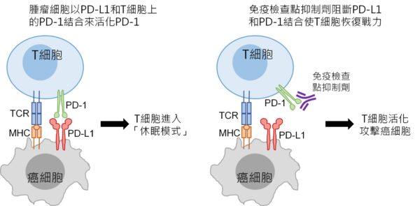 圖二、免疫檢查點抑制劑作用機制圖
資料來源： 生技中心，2025年8月「癌症免疫療法」