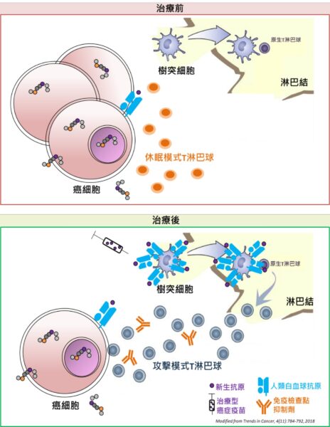 圖四、治療型癌症疫苗合併免疫檢查點抑制劑重啟抗癌免疫力之機制
資料來源：生技中心，2025年8月